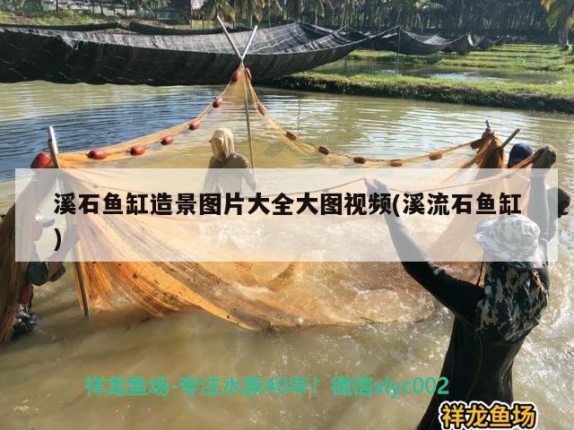 溪石魚缸造景圖片大全大圖視頻(溪流石魚缸) 電鰻