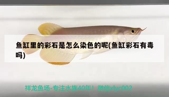 魚缸里的彩石是怎么染色的呢(魚缸彩石有毒嗎) 夢幻雷龍魚