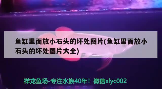 魚(yú)缸里面放小石頭的壞處圖片(魚(yú)缸里面放小石頭的壞處圖片大全) 非洲象鼻魚(yú)