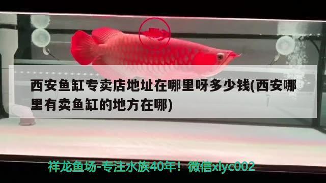 西安魚缸專賣店地址在哪里呀多少錢(西安哪里有賣魚缸的地方在哪)