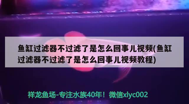 魚缸過濾器不過濾了是怎么回事兒視頻(魚缸過濾器不過濾了是怎么回事兒視頻教程) 委內(nèi)瑞拉奧里諾三間魚苗