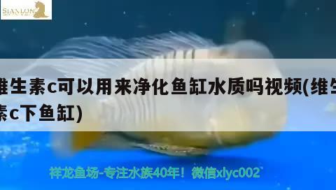 維生素c可以用來凈化魚缸水質嗎視頻(維生素c下魚缸)