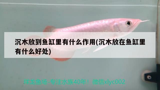 沉木放到魚缸里有什么作用(沉木放在魚缸里有什么好處)