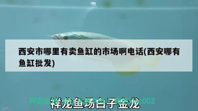 西安市哪里有賣魚缸的市場啊電話(西安哪有魚缸批發(fā)) BD魟魚