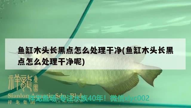 魚(yú)缸木頭長(zhǎng)黑點(diǎn)怎么處理干凈(魚(yú)缸木頭長(zhǎng)黑點(diǎn)怎么處理干凈呢)