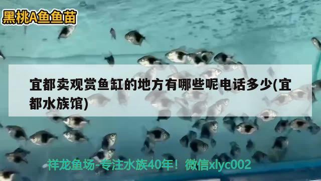 宜都賣觀賞魚缸的地方有哪些呢電話多少(宜都水族館)