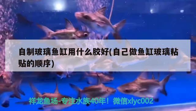 自制玻璃魚缸用什么膠好(自己做魚缸玻璃粘貼的順序) 觀賞魚進出口