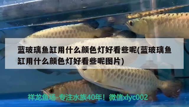 藍玻璃魚缸用什么顏色燈好看些呢(藍玻璃魚缸用什么顏色燈好看些呢圖片) 非洲金鼓魚