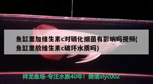 魚缸里加維生素c對硝化細菌有影響嗎視頻(魚缸里放維生素c破壞水質(zhì)嗎) 硝化細菌