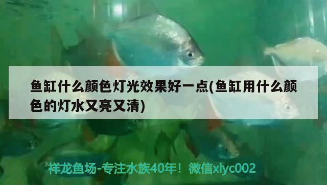 魚缸什么顏色燈光效果好一點(diǎn)(魚缸用什么顏色的燈水又亮又清)