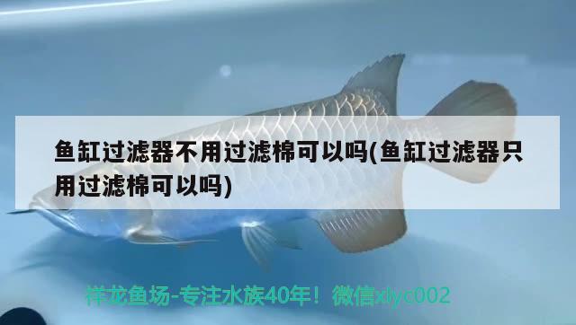 魚缸過濾器不用過濾棉可以嗎(魚缸過濾器只用過濾棉可以嗎) 黃金鴨嘴魚