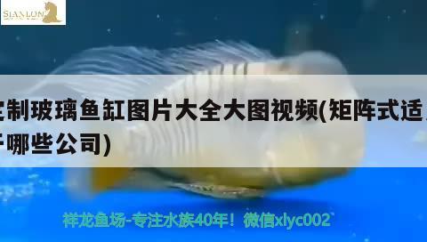 定制玻璃魚缸圖片大全大圖視頻(矩陣式適用于哪些公司)