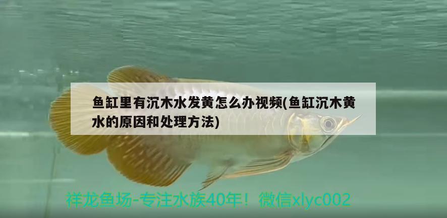 魚缸里有沉木水發(fā)黃怎么辦視頻(魚缸沉木黃水的原因和處理方法) 白玉紅龍魚