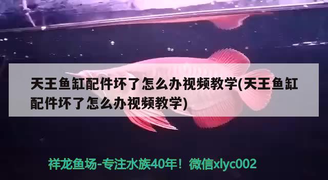 天王魚缸配件壞了怎么辦視頻教學(天王魚缸配件壞了怎么辦視頻教學) 紅龍福龍魚