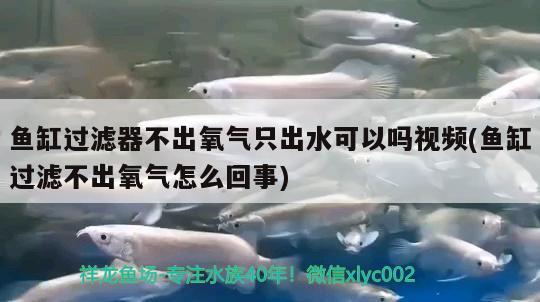 魚(yú)缸過(guò)濾器不出氧氣只出水可以嗎視頻(魚(yú)缸過(guò)濾不出氧氣怎么回事) 七紋巨鯉魚(yú)