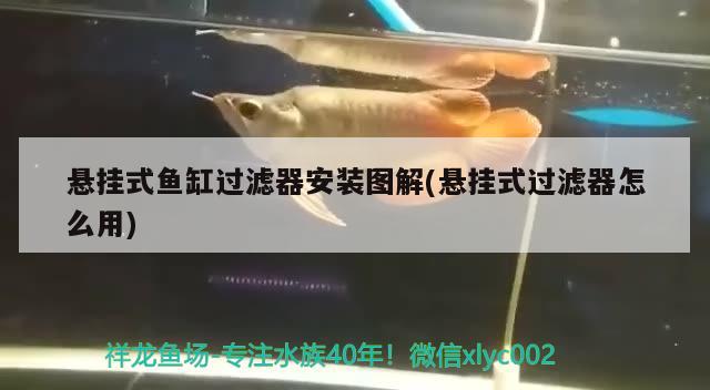 懸掛式魚缸過濾器安裝圖解(懸掛式過濾器怎么用) 廣州觀賞魚批發(fā)市場