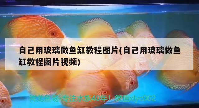 自己用玻璃做魚缸教程圖片(自己用玻璃做魚缸教程圖片視頻) 綠皮皇冠豹魚