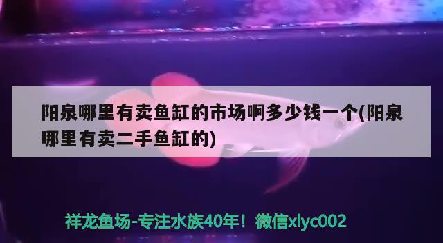 陽(yáng)泉哪里有賣魚缸的市場(chǎng)啊多少錢一個(gè)(陽(yáng)泉哪里有賣二手魚缸的) 巨骨舌魚