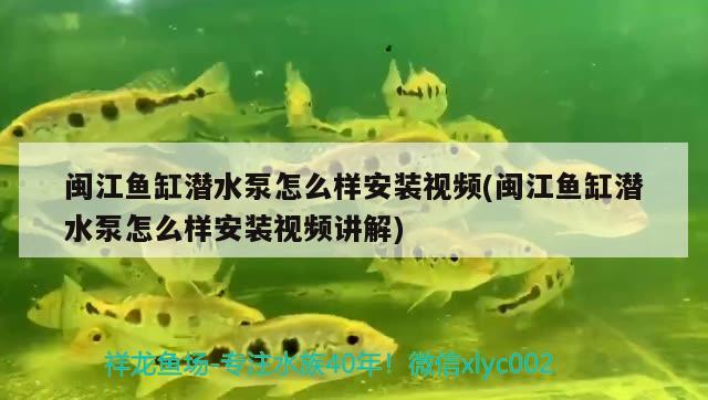 閩江魚缸潛水泵怎么樣安裝視頻(閩江魚缸潛水泵怎么樣安裝視頻講解)