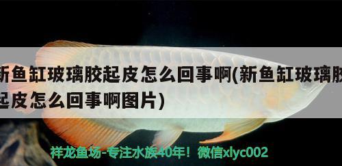 新魚缸玻璃膠起皮怎么回事啊(新魚缸玻璃膠起皮怎么回事啊圖片)