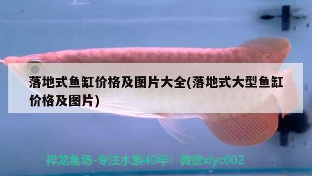 落地式魚缸價格及圖片大全(落地式大型魚缸價格及圖片) 黑白雙星魚