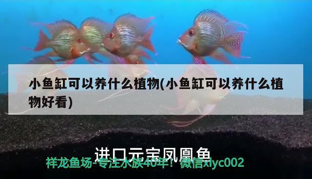 小魚缸可以養(yǎng)什么植物(小魚缸可以養(yǎng)什么植物好看) 帝王血鉆魚