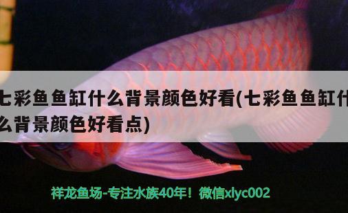 七彩魚(yú)魚(yú)缸什么背景顏色好看(七彩魚(yú)魚(yú)缸什么背景顏色好看點(diǎn)) 魚(yú)缸/水族箱