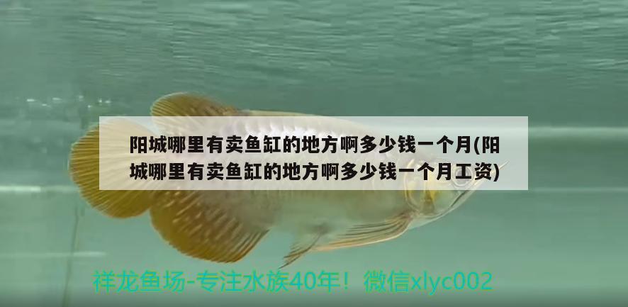 陽(yáng)城哪里有賣魚(yú)缸的地方啊多少錢一個(gè)月(陽(yáng)城哪里有賣魚(yú)缸的地方啊多少錢一個(gè)月工資)