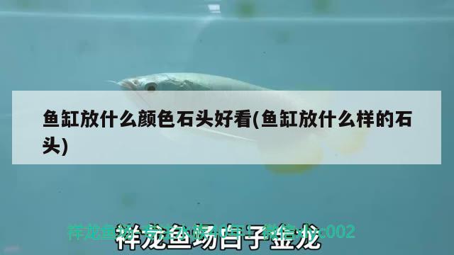 魚缸放什么顏色石頭好看(魚缸放什么樣的石頭)