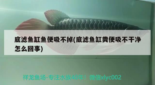 底濾魚缸魚便吸不掉(底濾魚缸糞便吸不干凈怎么回事) 福魟魟魚