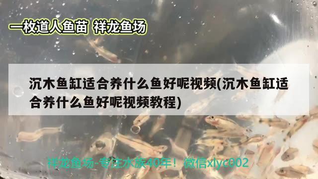 沉木魚缸適合養(yǎng)什么魚好呢視頻(沉木魚缸適合養(yǎng)什么魚好呢視頻教程)