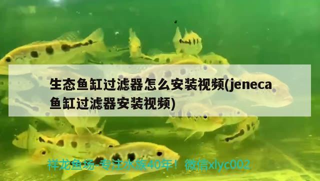 生態(tài)魚缸過濾器怎么安裝視頻(jeneca魚缸過濾器安裝視頻) 白子銀版魚