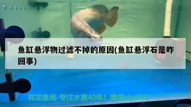 魚缸懸浮物過濾不掉的原因(魚缸懸浮石是咋回事)