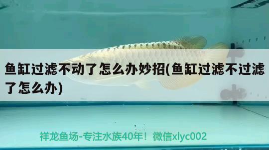 魚缸過濾不動了怎么辦妙招(魚缸過濾不過濾了怎么辦) 祥龍龍魚專用水族燈