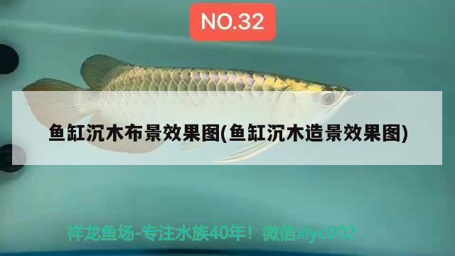 魚缸沉木布景效果圖(魚缸沉木造景效果圖)