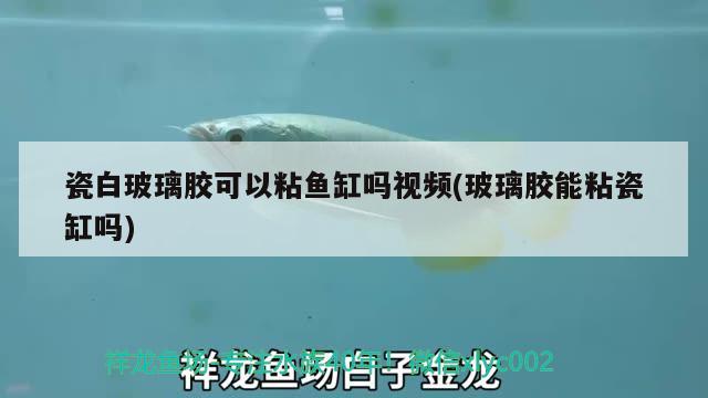 瓷白玻璃膠可以粘魚缸嗎視頻(玻璃膠能粘瓷缸嗎) 肥料