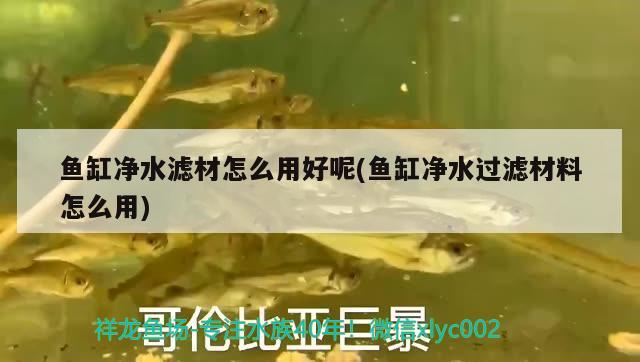 魚(yú)缸凈水濾材怎么用好呢(魚(yú)缸凈水過(guò)濾材料怎么用) 元寶鯽