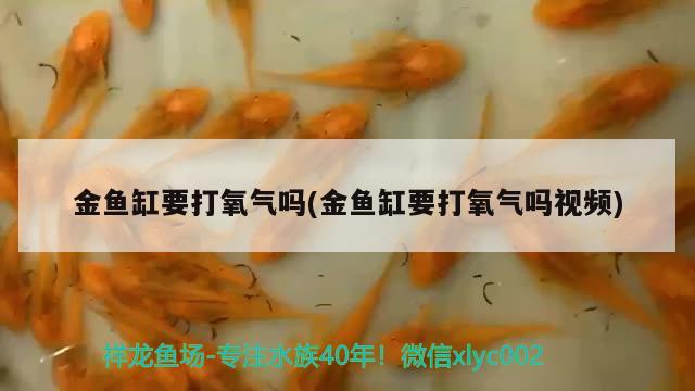 金魚缸要打氧氣嗎(金魚缸要打氧氣嗎視頻)