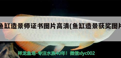 魚缸造景師證書圖片高清(魚缸造景獲獎圖片)