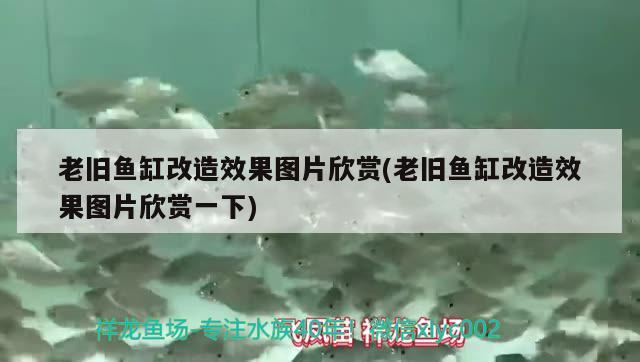 老舊魚缸改造效果圖片欣賞(老舊魚缸改造效果圖片欣賞一下) 粗線銀版魚