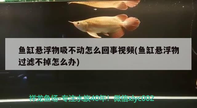 魚缸懸浮物吸不動怎么回事視頻(魚缸懸浮物過濾不掉怎么辦)