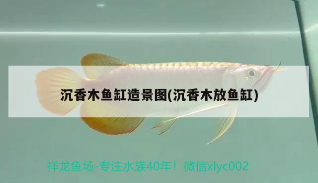 沉香木魚缸造景圖(沉香木放魚缸)