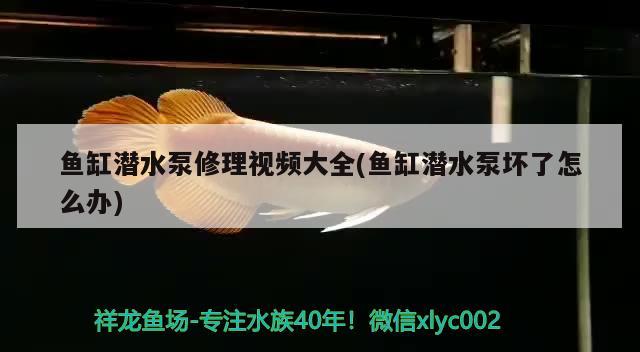 魚缸潛水泵修理視頻大全(魚缸潛水泵壞了怎么辦)