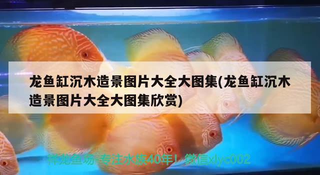 龍魚缸沉木造景圖片大全大圖集(龍魚缸沉木造景圖片大全大圖集欣賞)