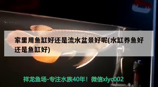 家里用魚缸好還是流水盆景好呢(水缸養(yǎng)魚好還是魚缸好) 海象魚