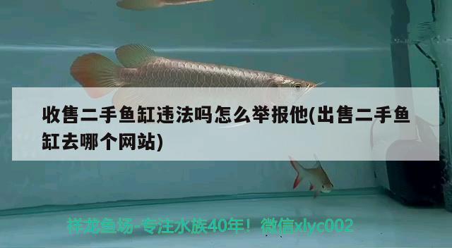 收售二手魚缸違法嗎怎么舉報他(出售二手魚缸去哪個網站) 大白鯊魚