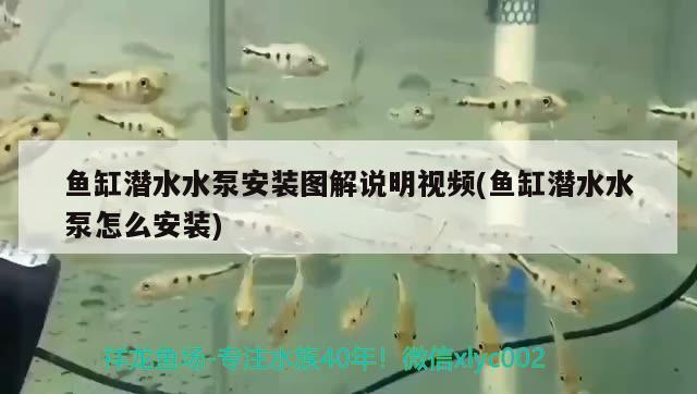 魚缸潛水水泵安裝圖解說明視頻(魚缸潛水水泵怎么安裝)