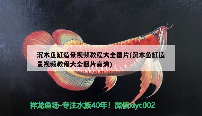 沉木魚缸造景視頻教程大全圖片(沉木魚缸造景視頻教程大全圖片高清)