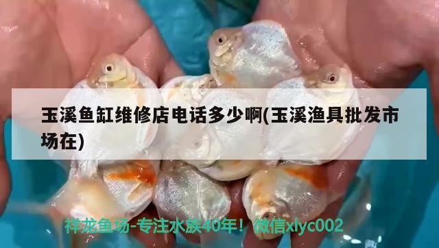 玉溪魚缸維修店電話多少啊(玉溪漁具批發(fā)市場(chǎng)在) 七紋巨鯉魚