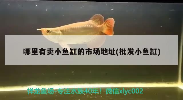 哪里有賣小魚缸的市場地址(批發(fā)小魚缸) 白條過背金龍魚